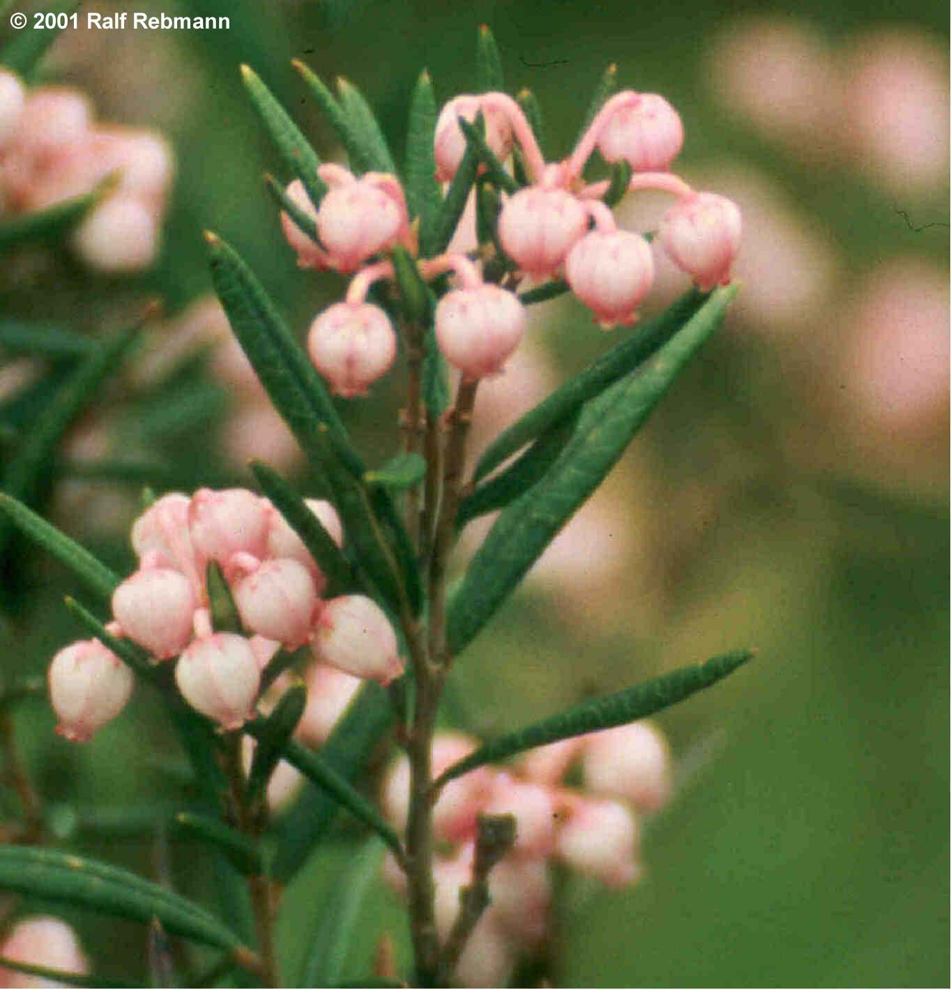 Andromeda polifolia Bild03